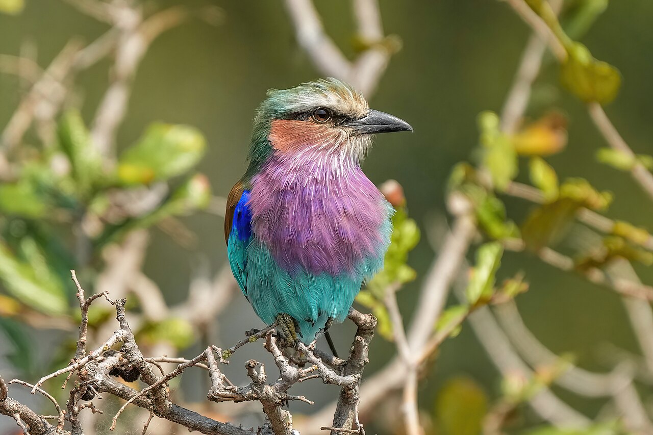 041 Lilac-breasted roller in the Serengeti National Park Photo by Giles Laurent