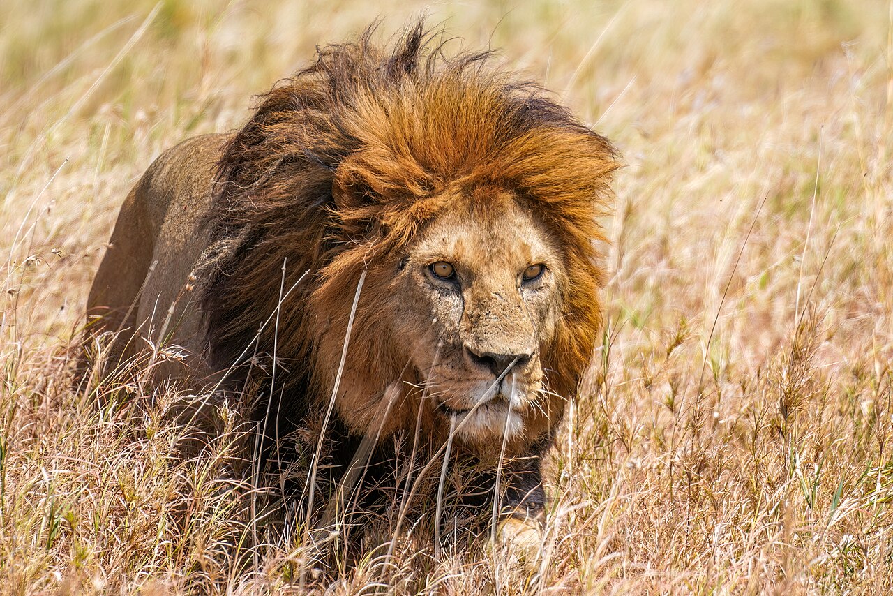002 Male Lion prowling in the Serengeti National Park Photo by Giles Laurent