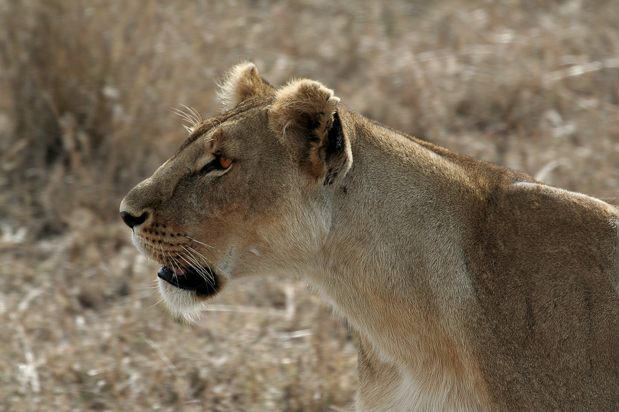 Serengeti Lion 1