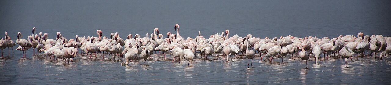 Lake Nakuru National Park 03 - Lesser flamingo (Phoeniconaias minor)