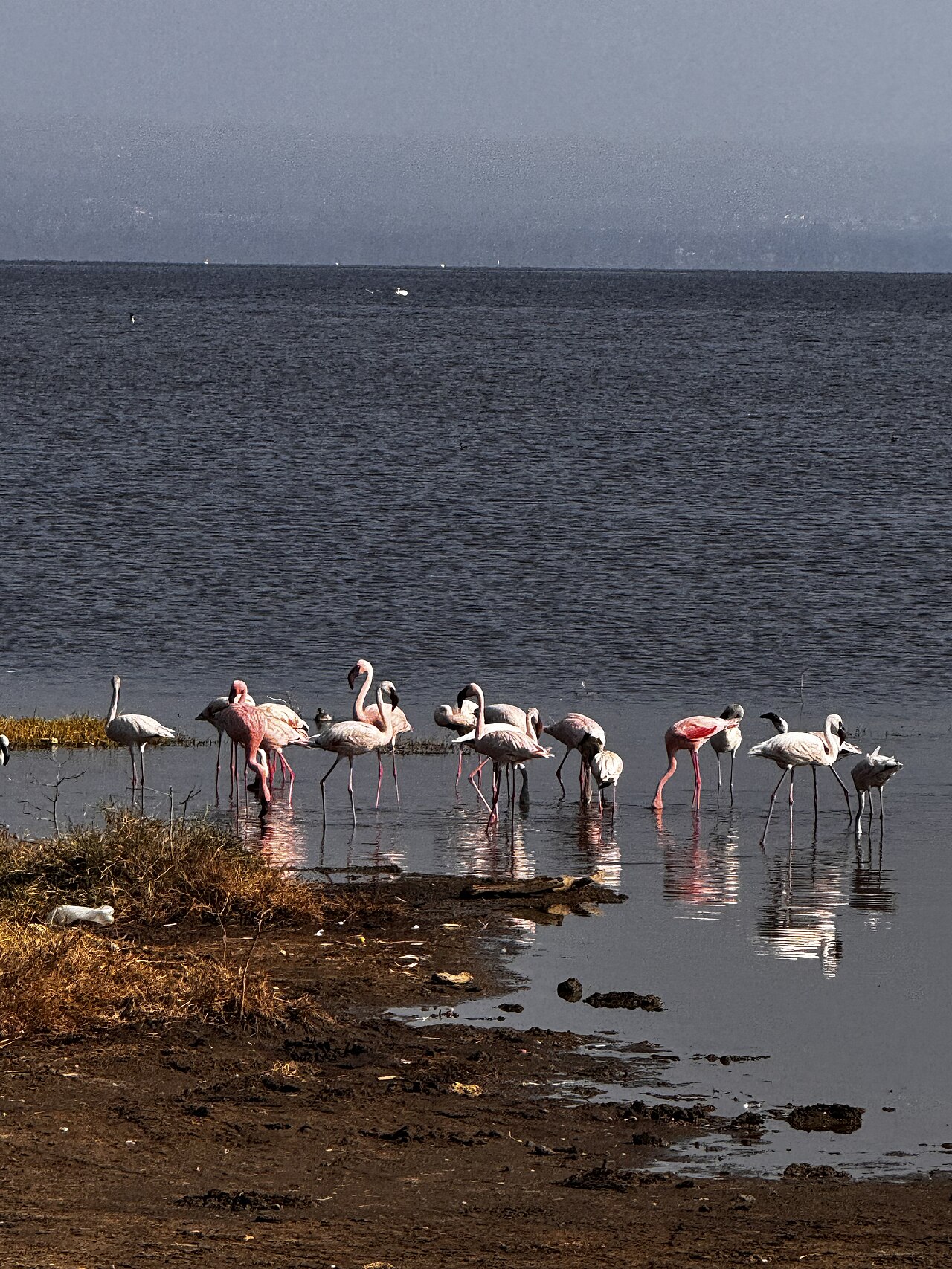 Birds of Lake Nakuru National Park. Flamingos