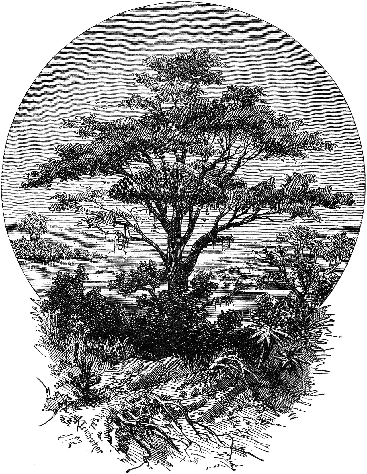 Seven Years in South Africa, page 284, nest of weaver birds