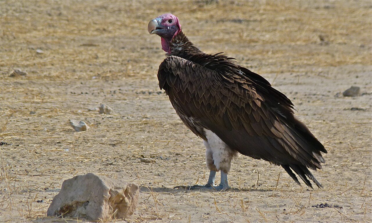 Lappet-faced Vulture (Torgos tracheliotos), Kgalagadi, South Africa ()