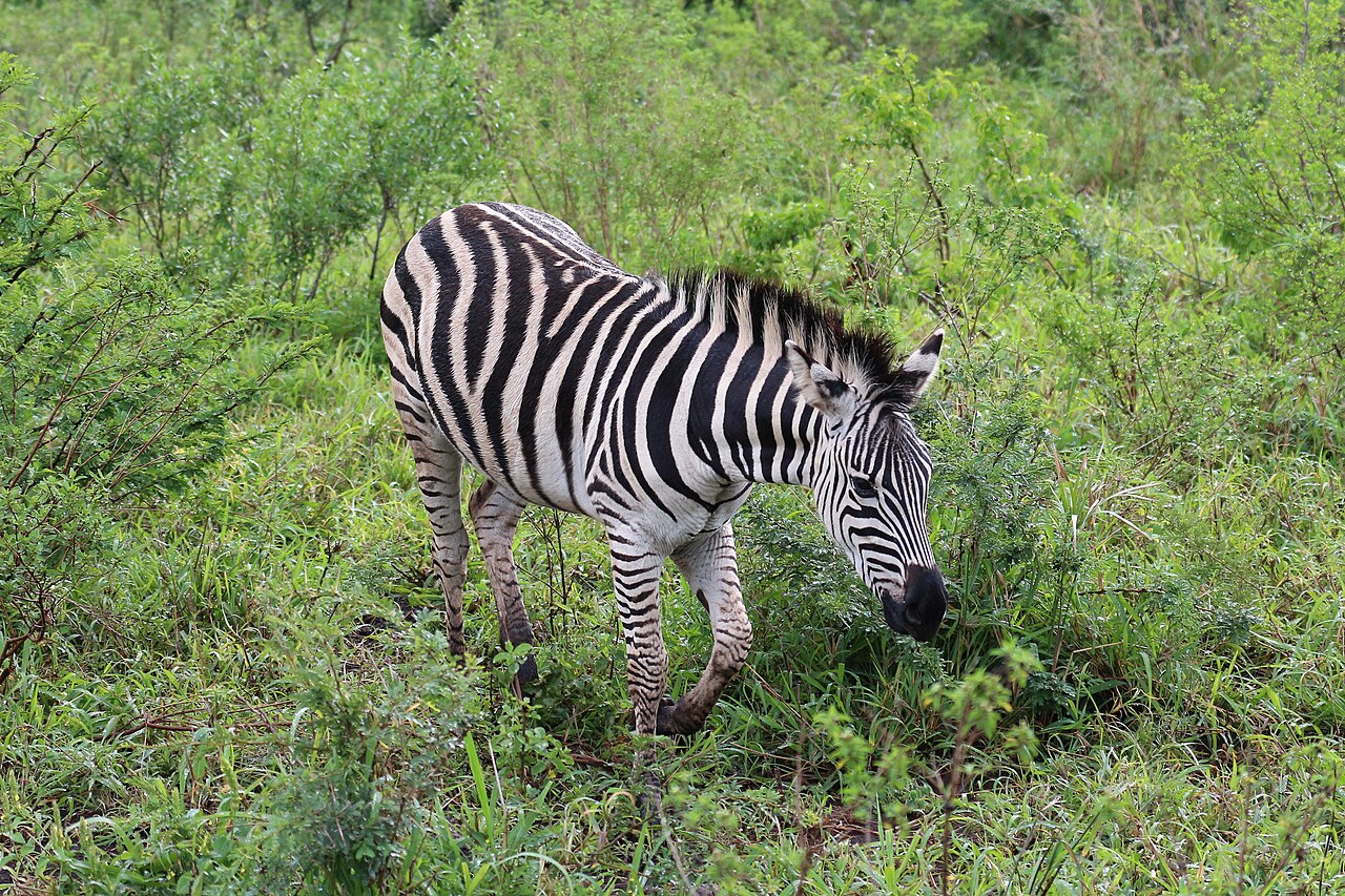 Zebra in Hluhluwe–Imfolozi Park 02