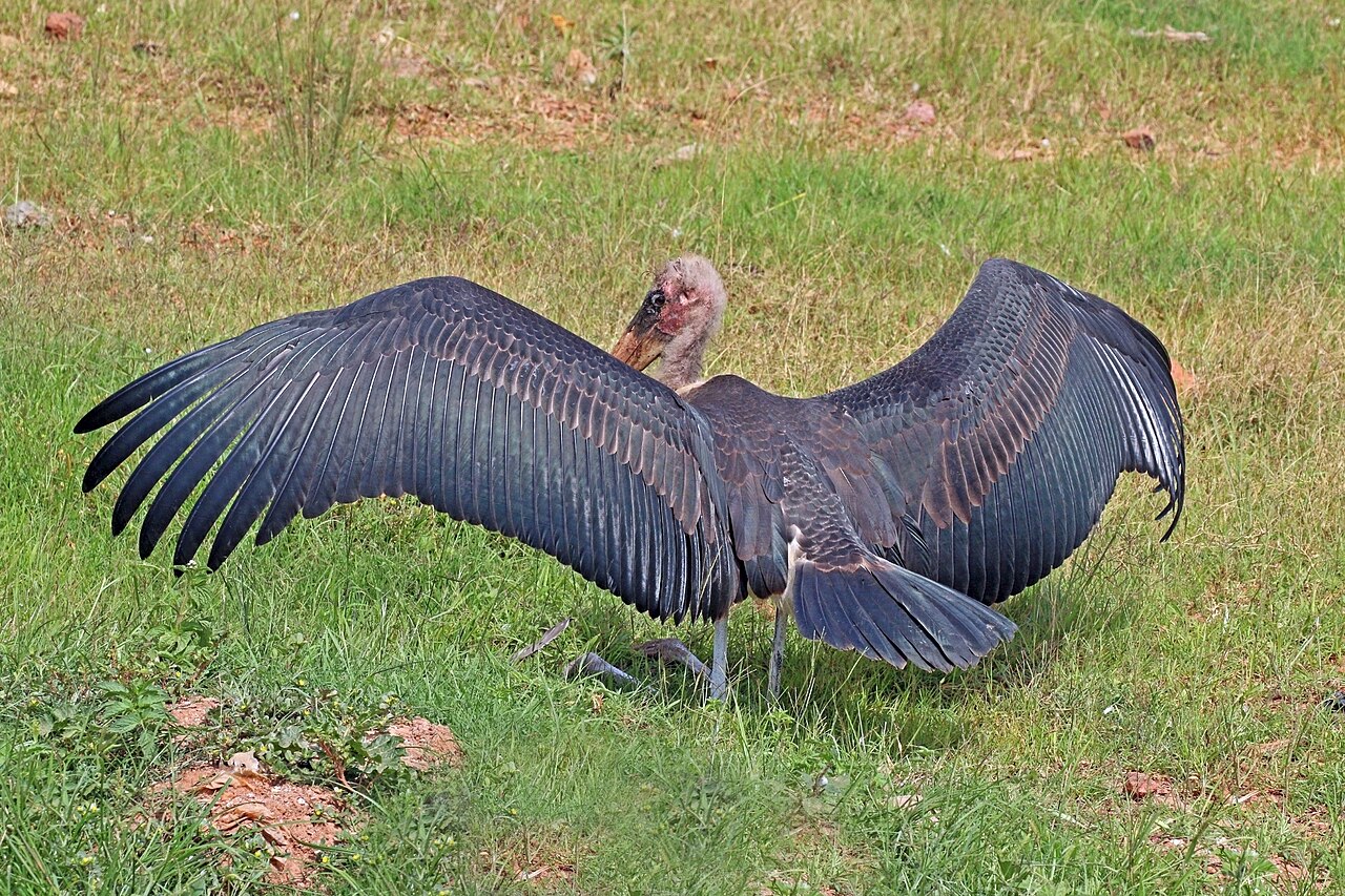Marabou stork (Leptoptilos crumenifer) spreading wings