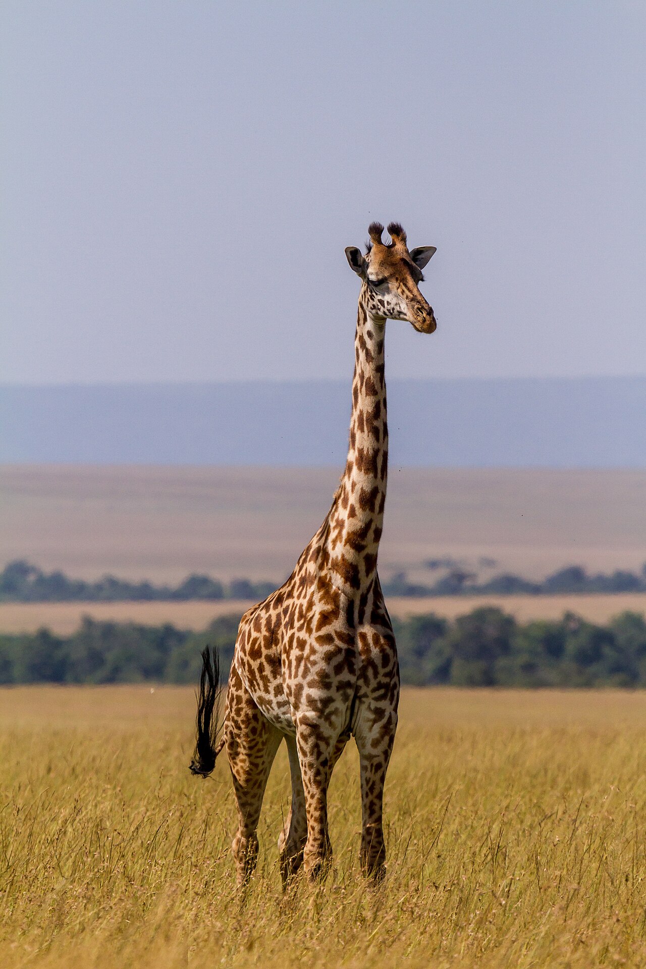 Giraffe Masai Mara ()
