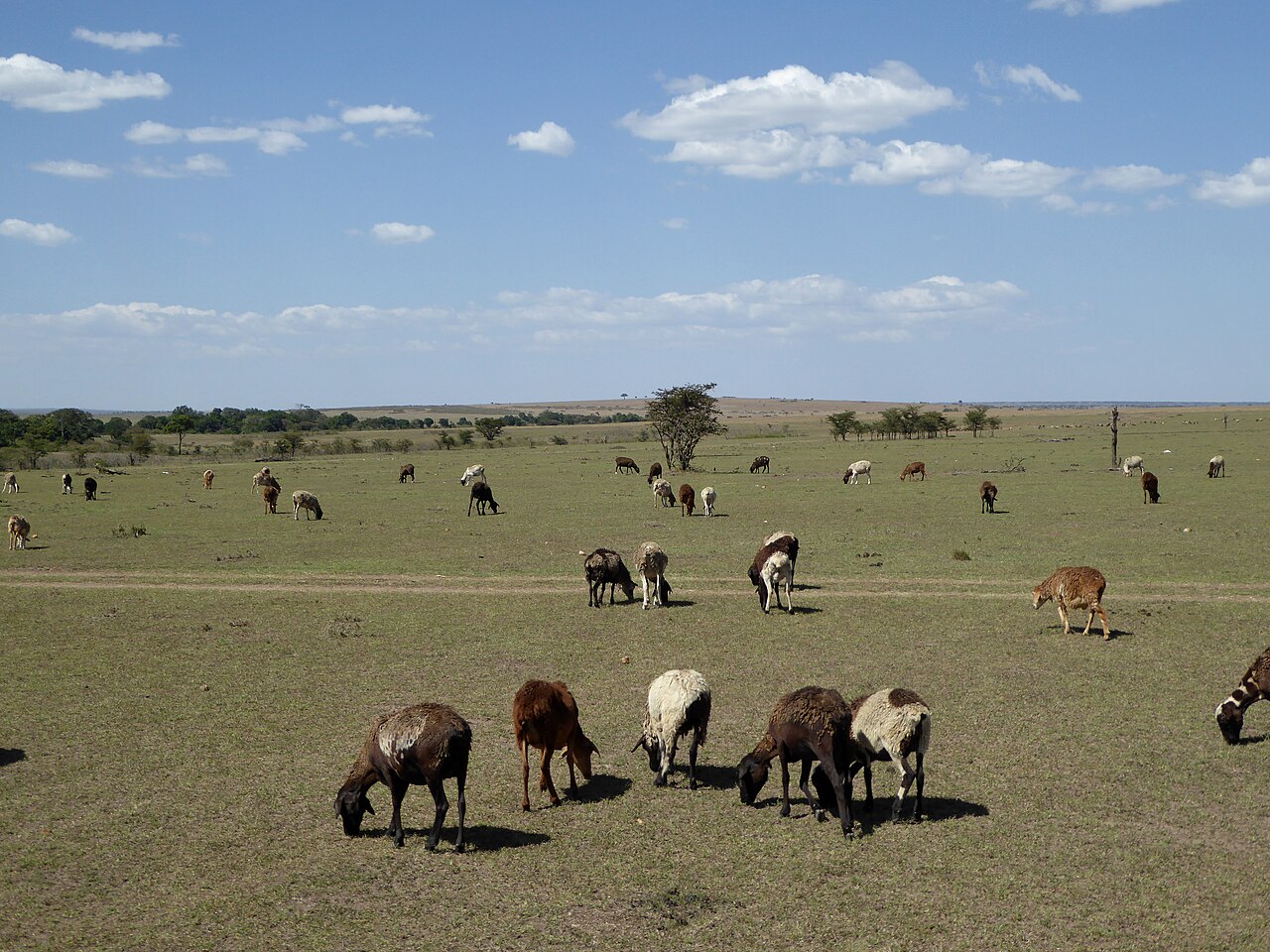 Livestock ()