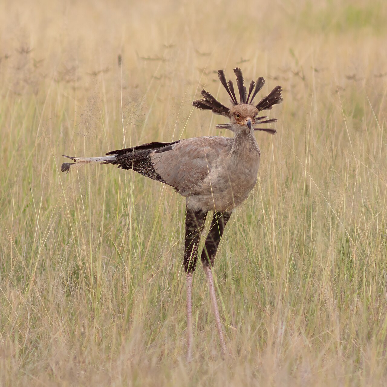 Secretario (Sagittarius serpentarius), parque nacional de Amboseli, Kenia, 2024-05-23, DD 13