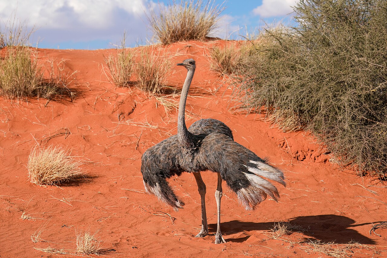 104 Juvenile South African ostrich in the Kalahari Desert of Namibia Photo by Giles Laurent