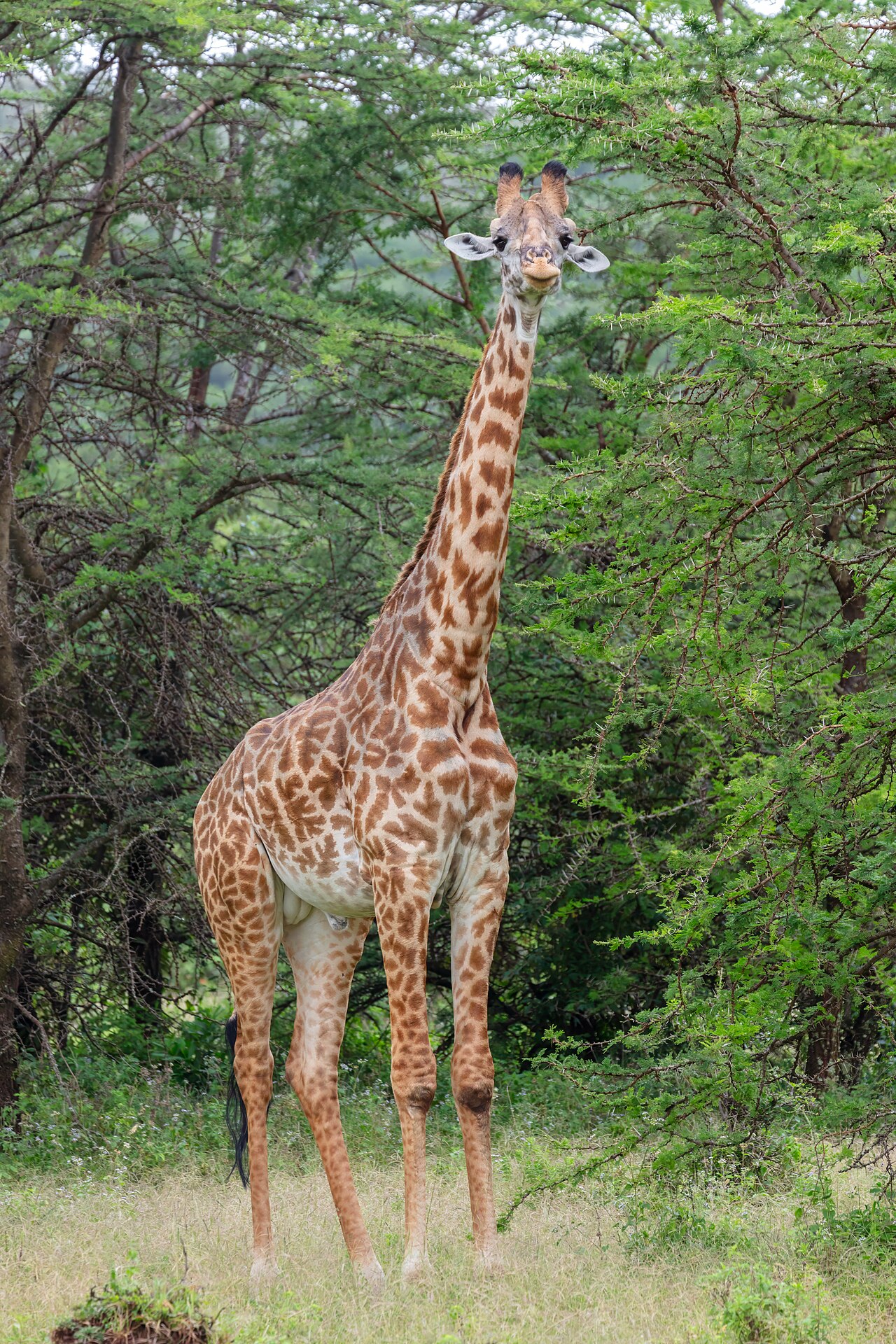 Jirafa Masai (Giraffa camelopardalis), reserva natural Masái Mara, Kenia, 2024-05-20, DD 09
