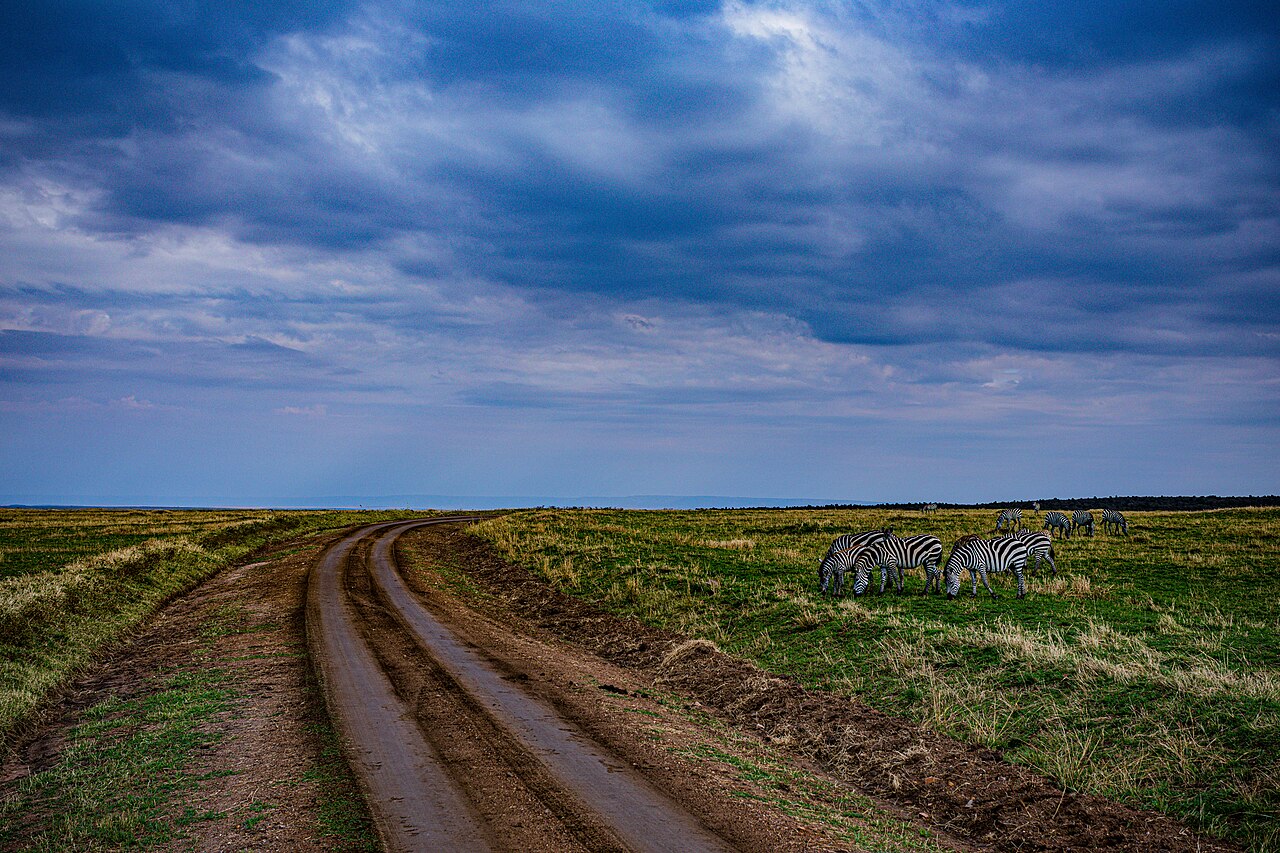 Zebras Grazing Grassland Savannah