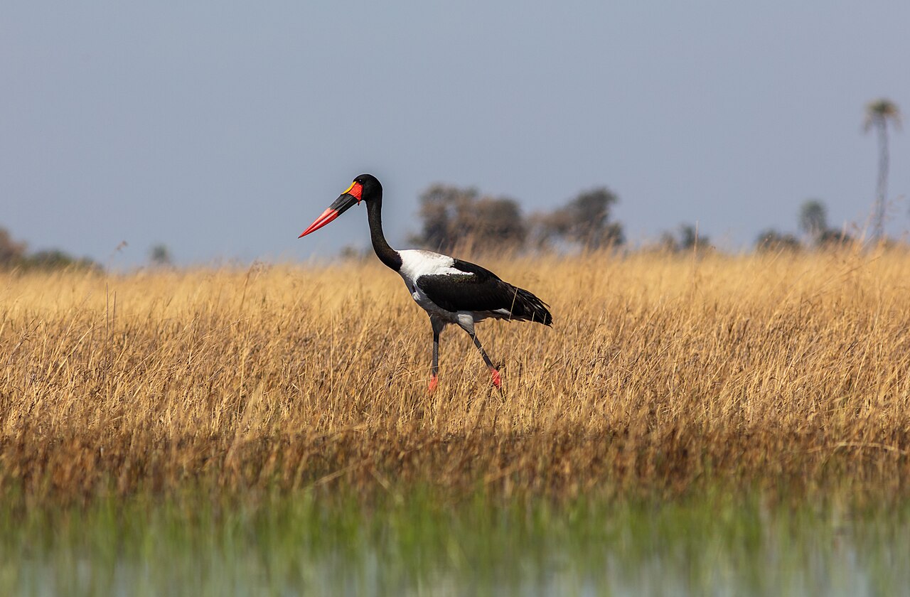 Jabirú africano (Ephippiorhynchus senegalensis), delta del Okavango, Botsuana, 2018-07-31, DD 09
