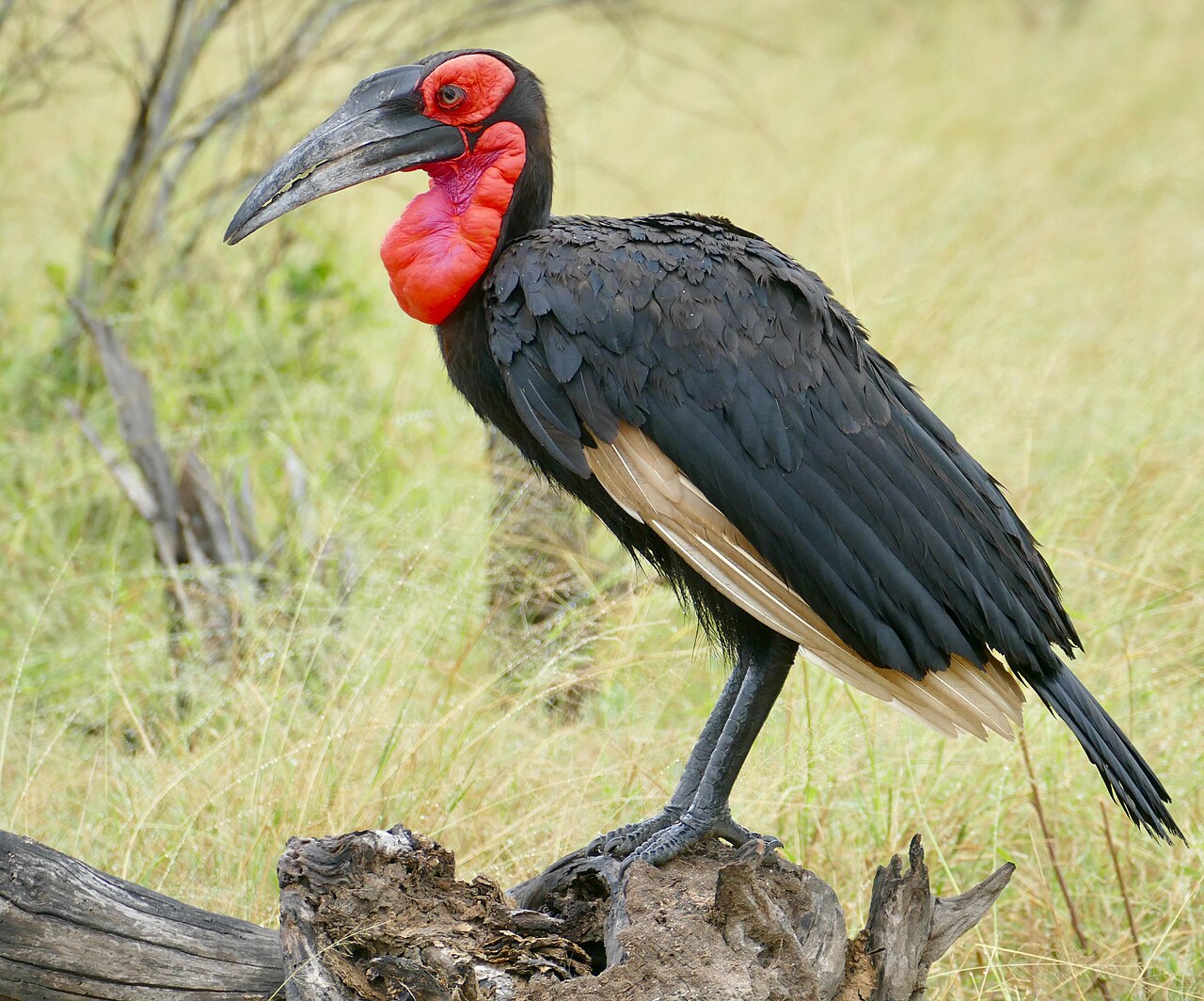 Southern Ground Hornbill (Bucorvus leadbeateri) male, Kruger NP ()