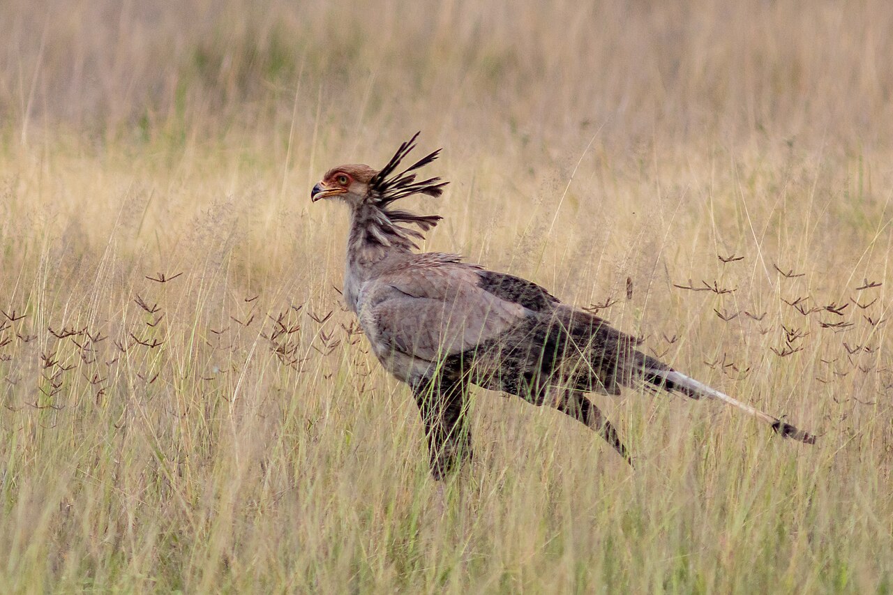 Secretario (Sagittarius serpentarius), parque nacional de Amboseli, Kenia, 2024-05-23, DD 12