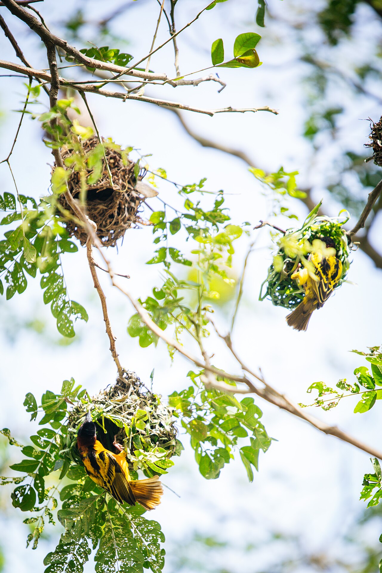 Village Weaver Nest 5