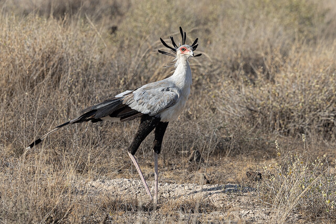 Secretary bird (Sagittarius serpentarius), Buffalo Springs National Reserve