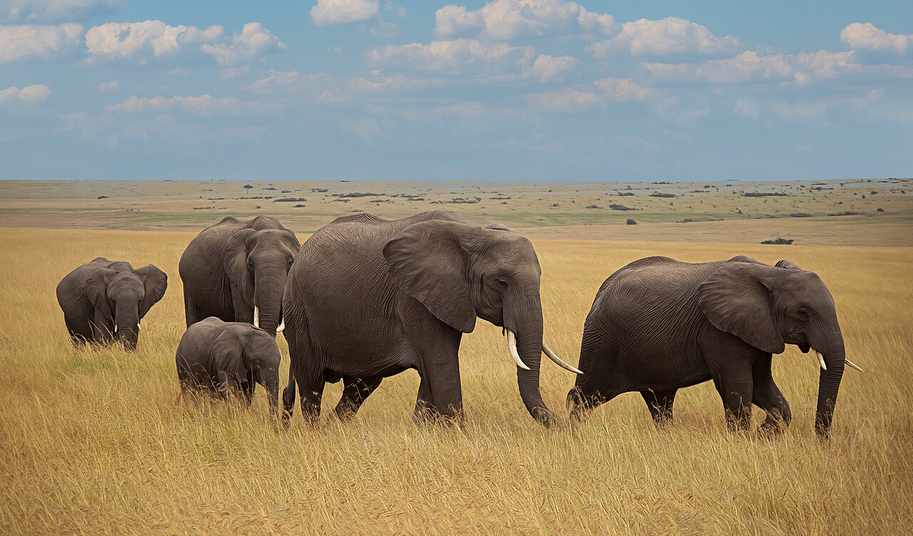 Gentle Giants, A Family of Five Elephants in Maasai Mara - Flickr - . Ray in Manila