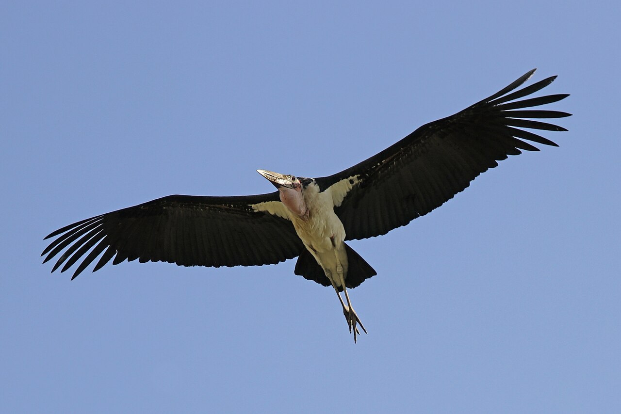 Marabou stork (Leptoptilos crumenifer) in flight