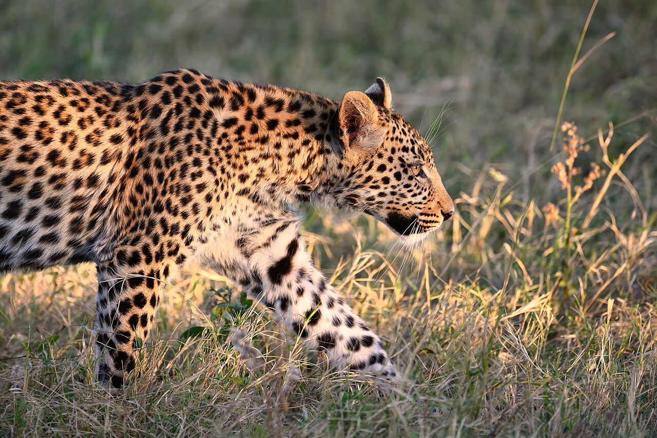 Leopard Walking into the Sunset