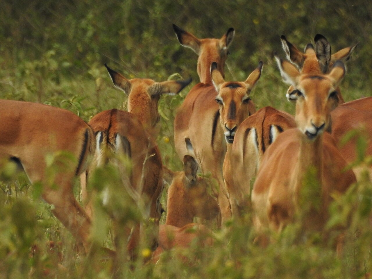 Rift Valley game