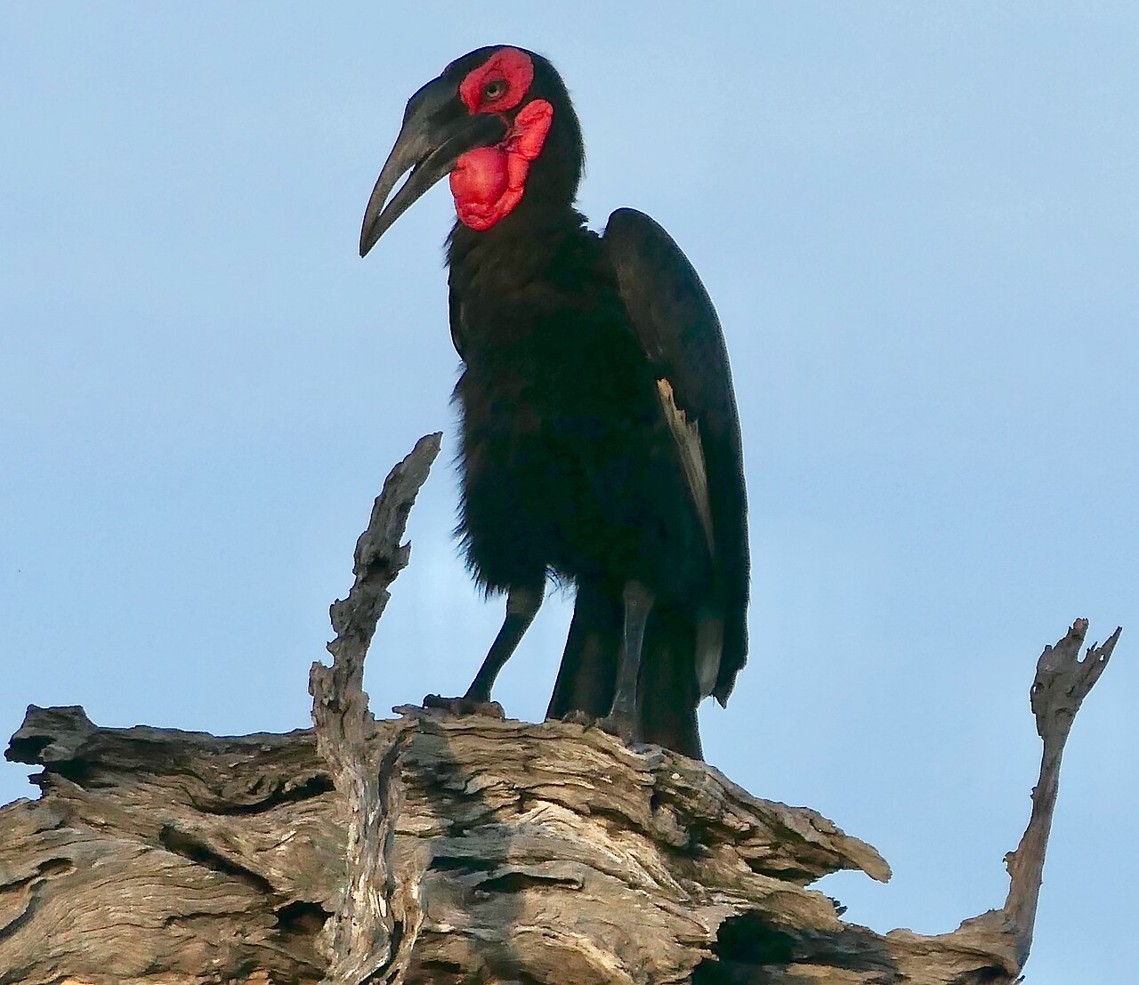Southern Ground Hornbill (Bucorvus leadbeateri) male ...