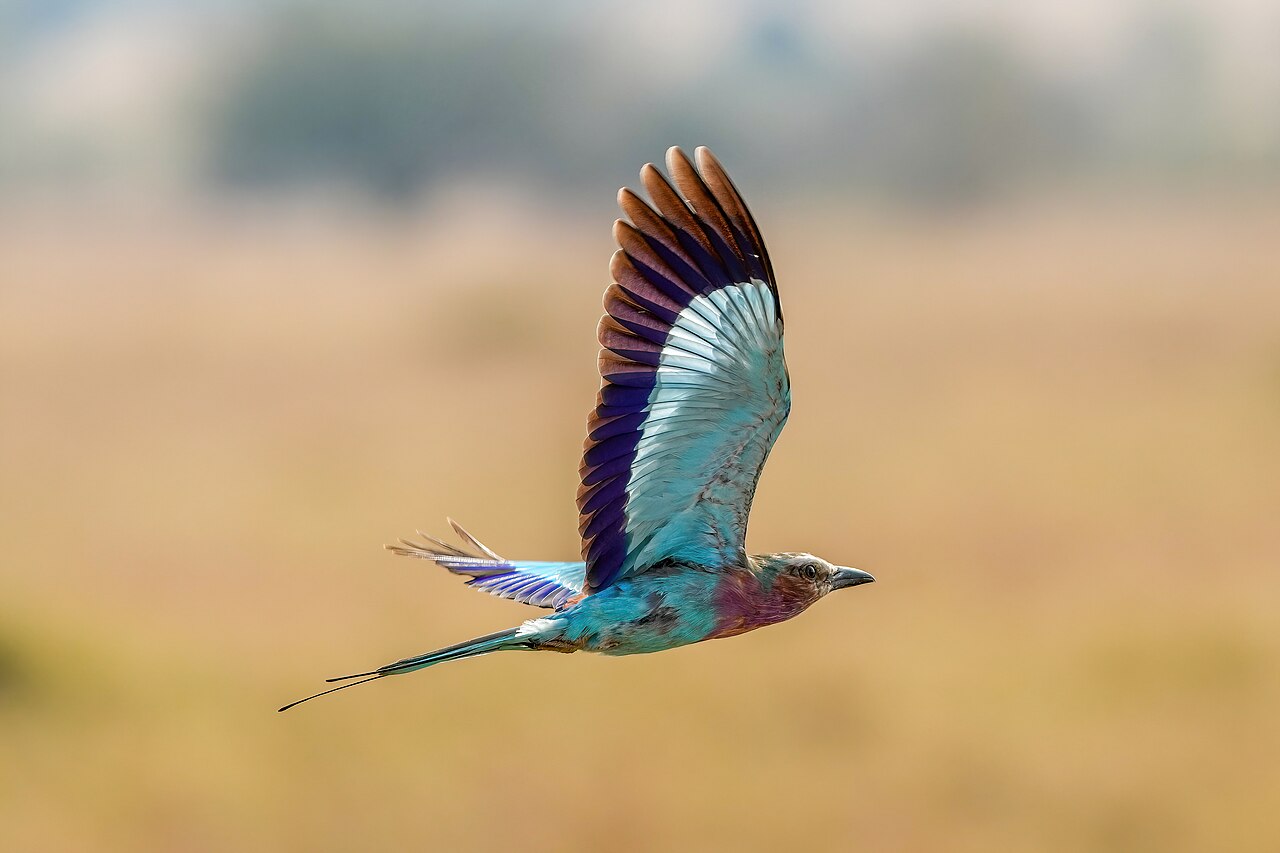 030 Lilac-breasted roller in flight in the Serengeti National Park Photo by Giles Laurent