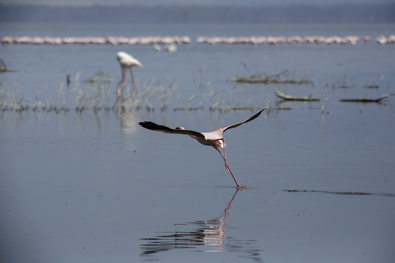 Lake Nakuru National Park 02 - Lesser Flamingo (Phoeniconaias minor)