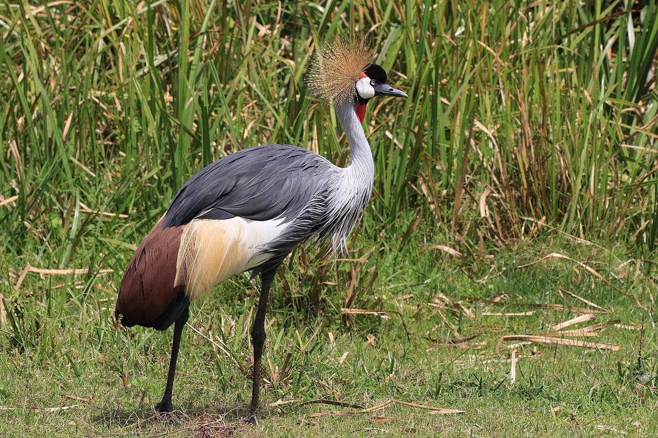 Grey crowned crane (Balearica regulorum gibbericeps)