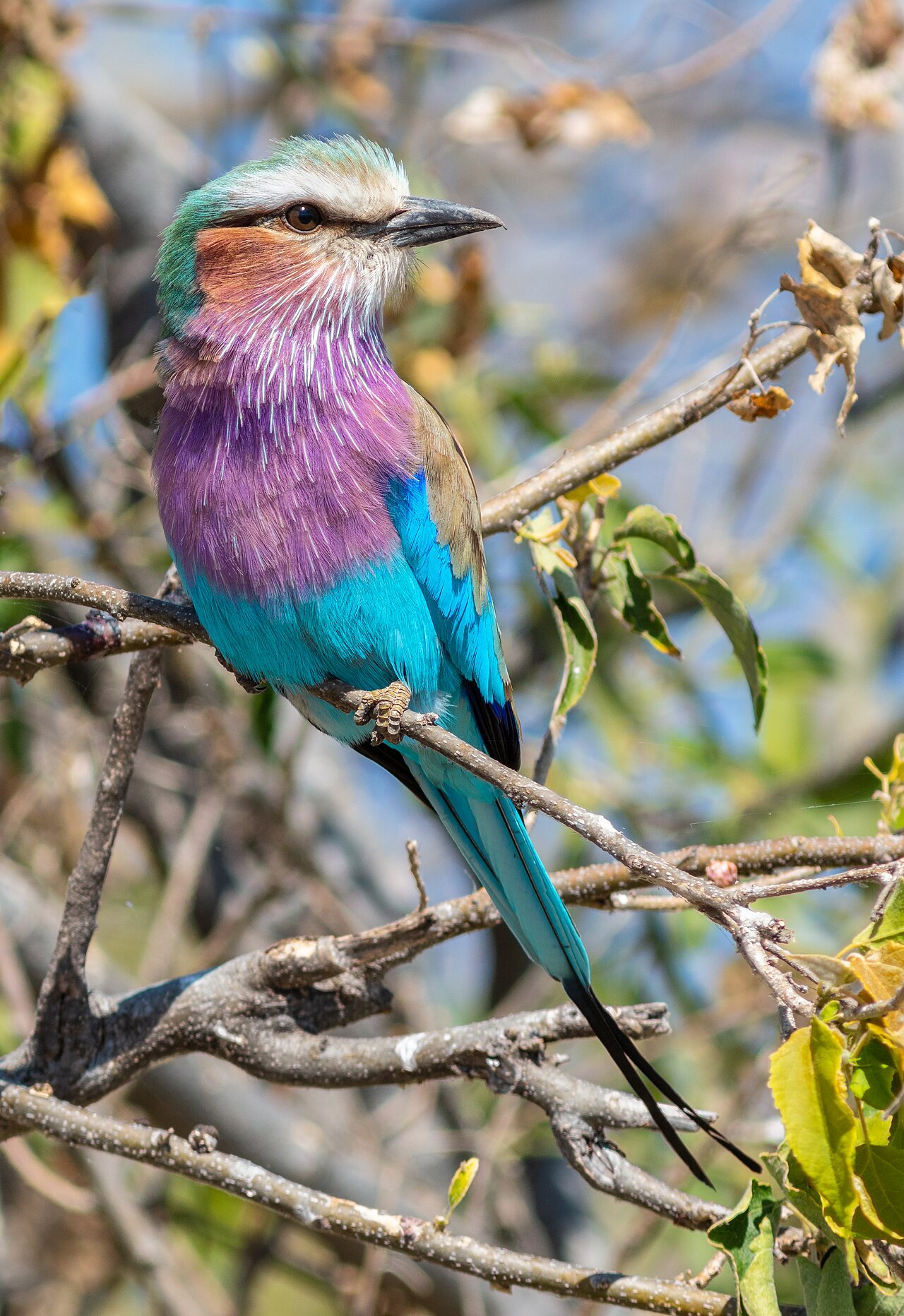Carraca lila (Coracias caudata), parque nacional de Chobe, Botsuana, 2018-07-28, DD 30