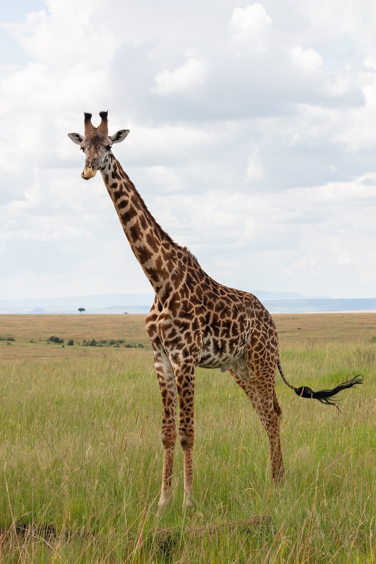 Jirafa Masai (Giraffa camelopardalis), reserva natural Masái Mara, Kenia, 2024-05-20, DD 91
