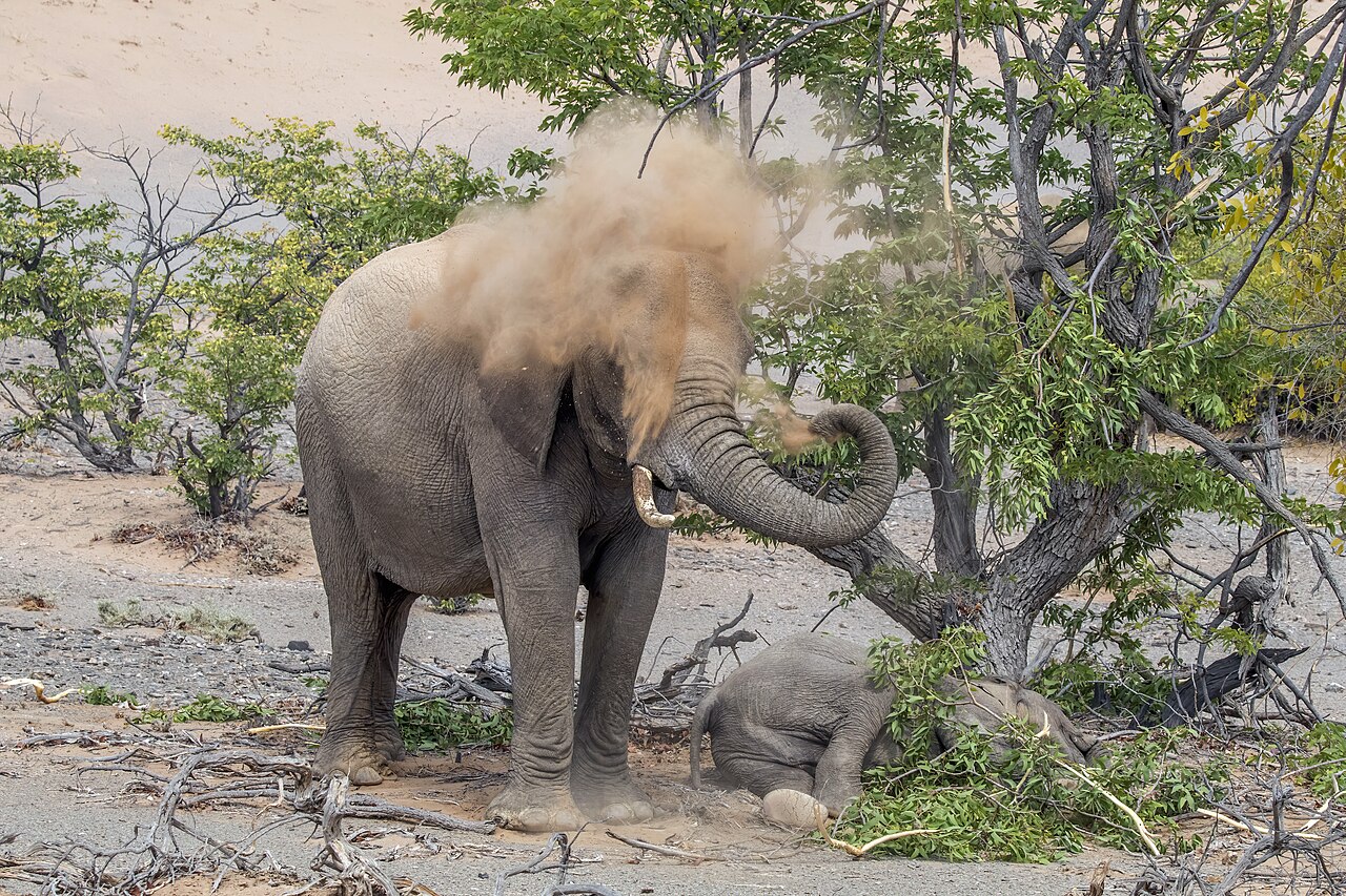 Desert elephant (Loxodonta africana) spraying sand
