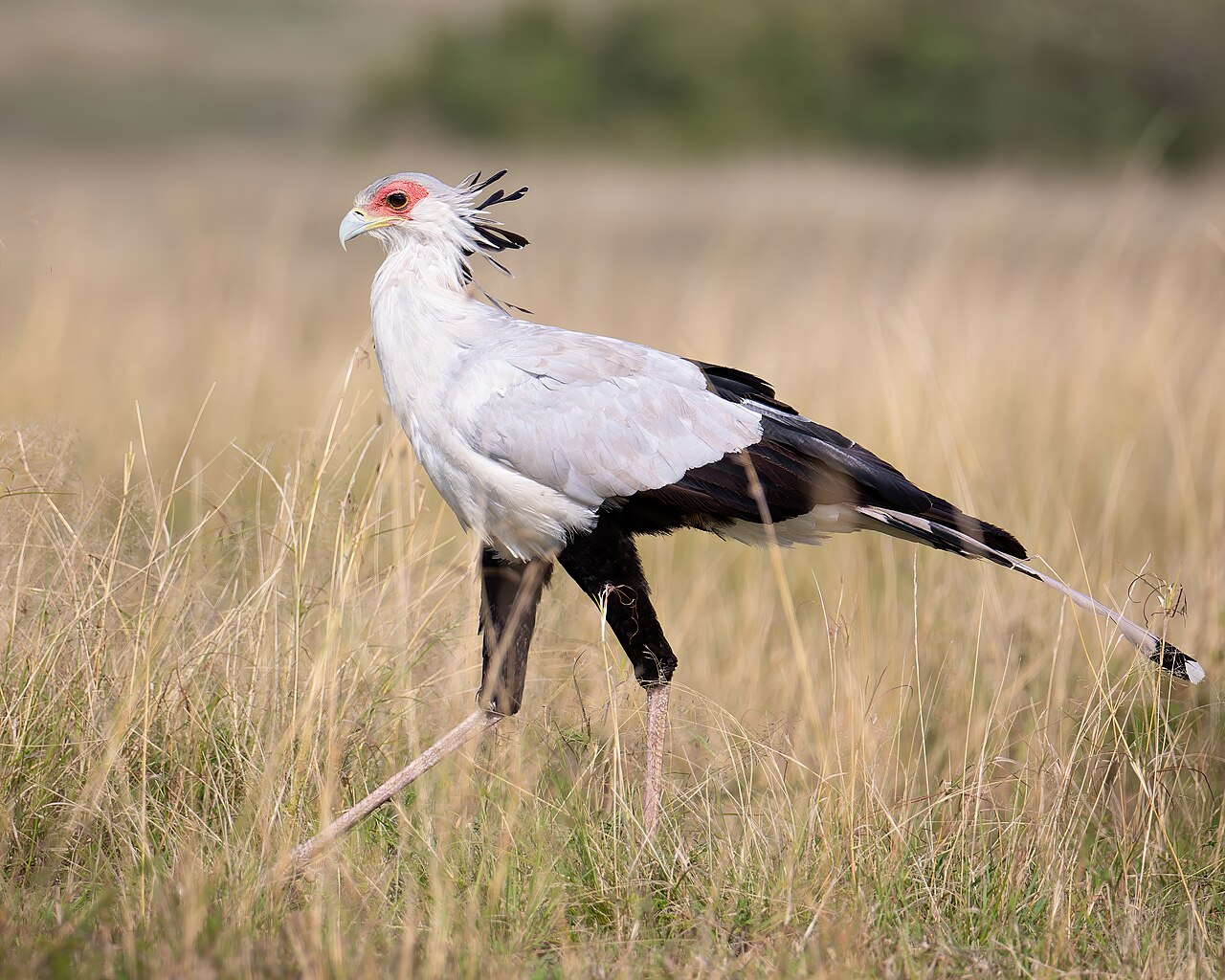 Secretary bird Mara for WC