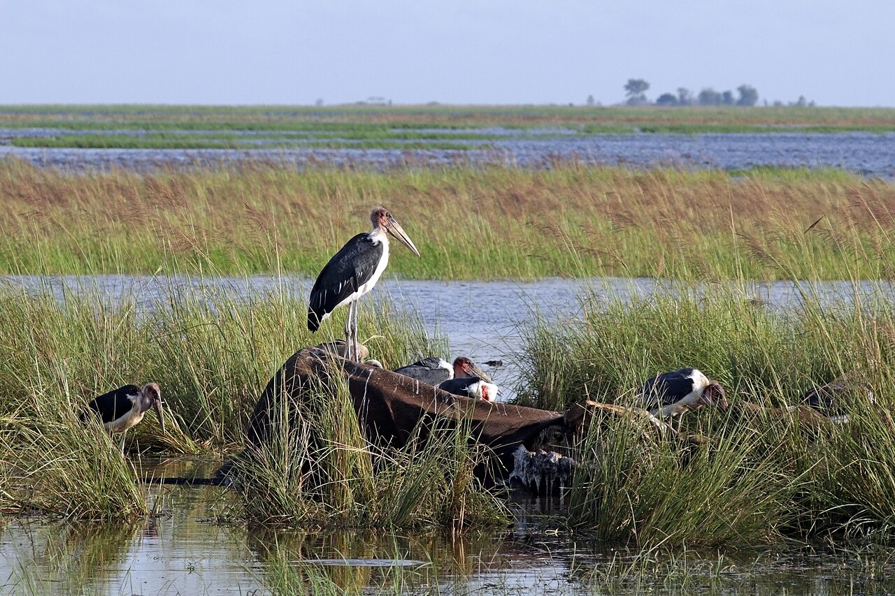 Marabou storks (Leptoptilos crumenifer) on elephant carcass