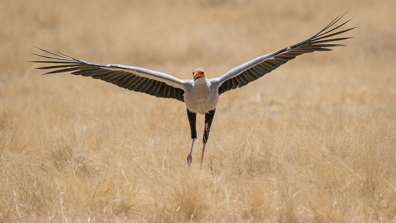 Secretary bird flies in - Kgalagadi, South Africa