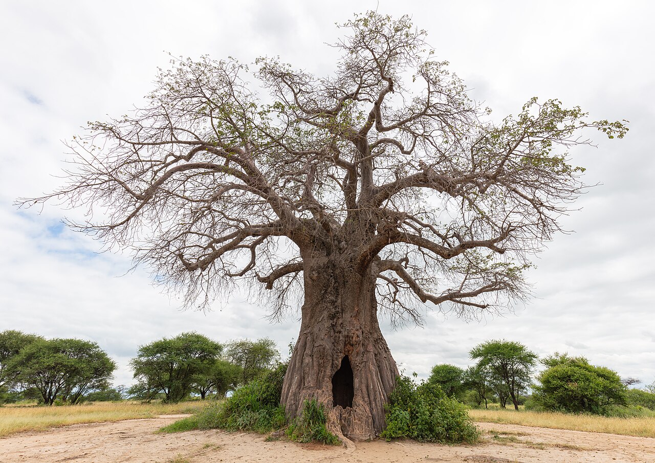 Baobab (Adansonia digitata), parque nacional de Tarangire, Tanzania, 2024-05-24, DD 78