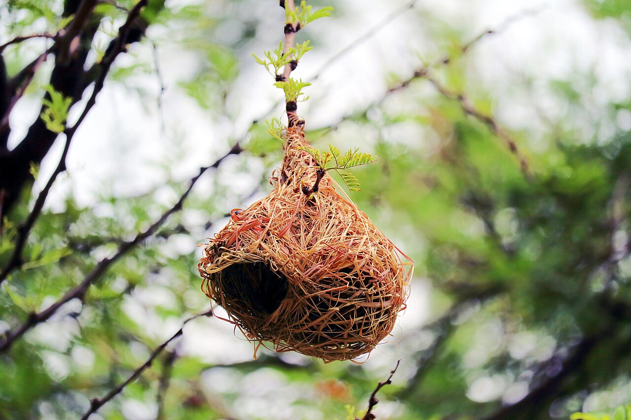 Weaver Bird Nest