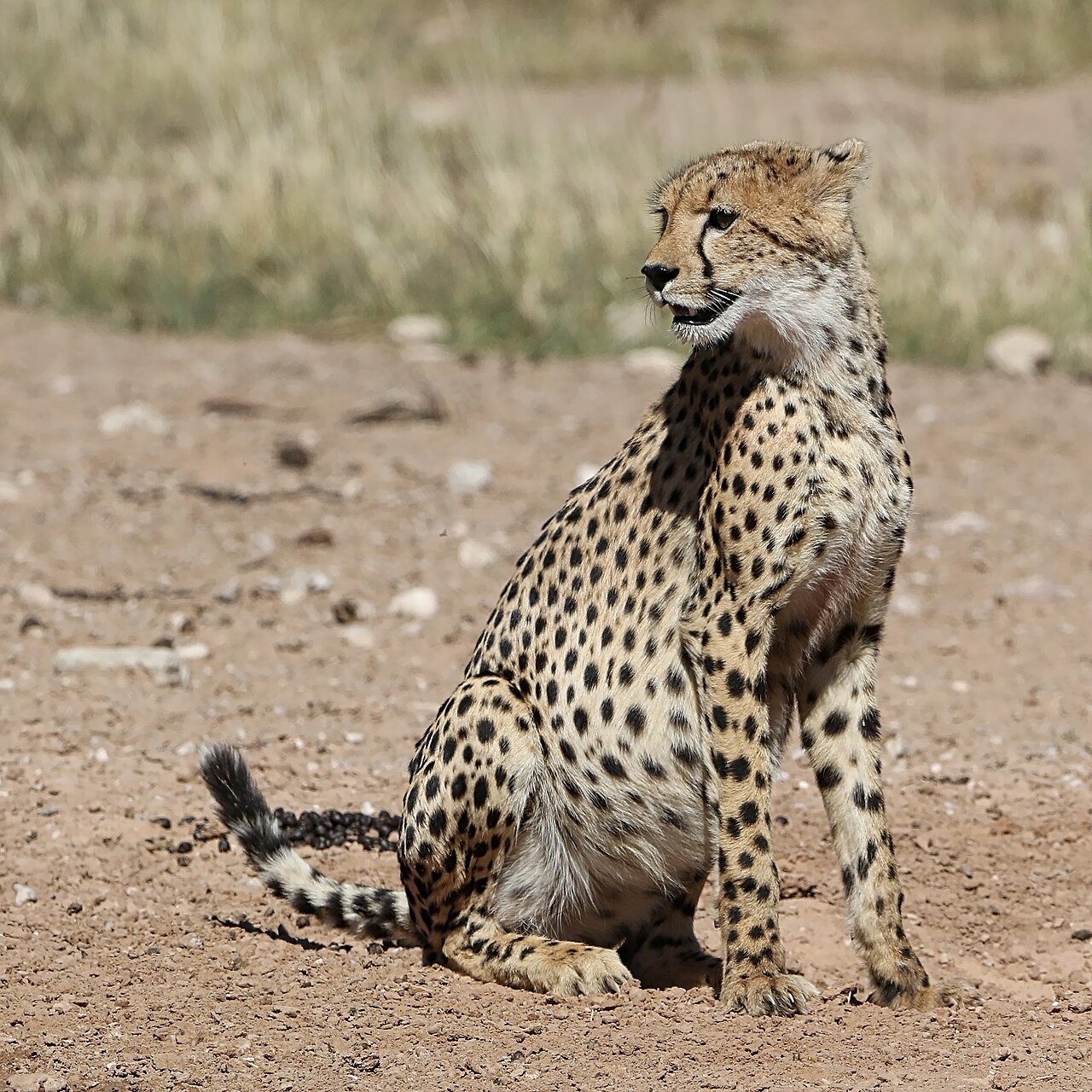 Cheetah, Kgalagadi ()