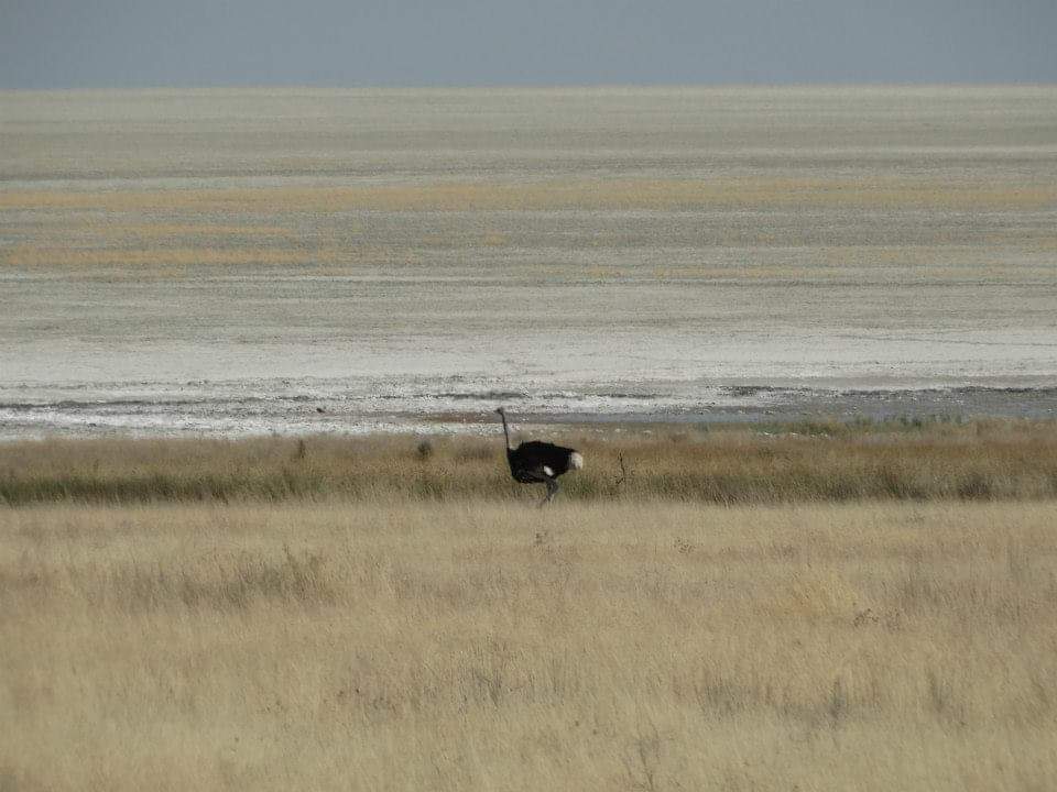 Ostrich Etosha pan