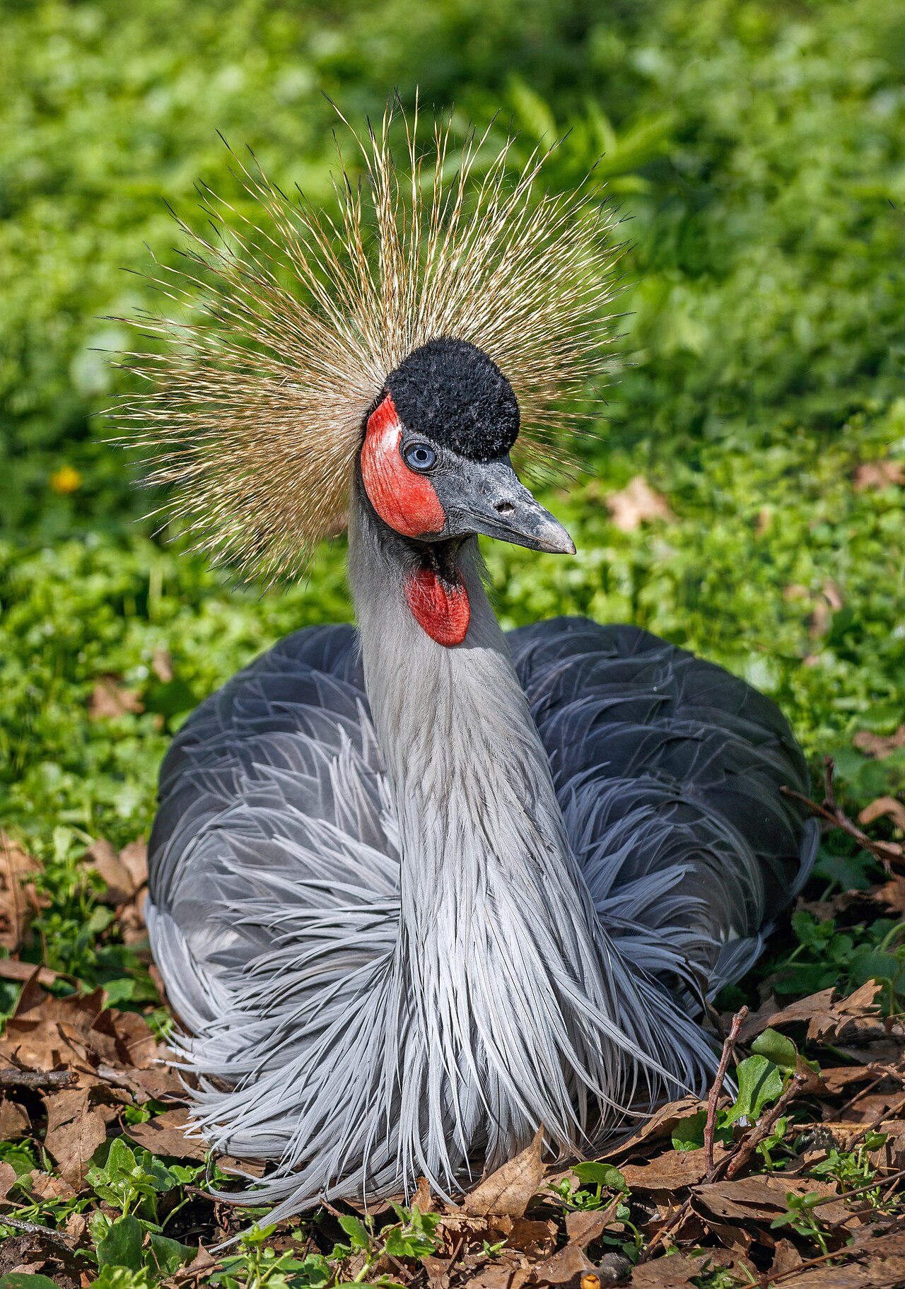 Balearica regulorum - Karlsruhe Zoo 02