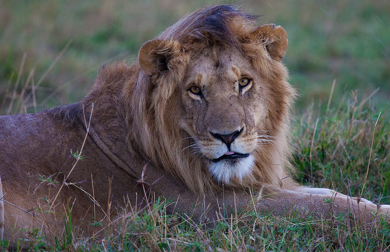 Male lion resting Maasai Mara Kenya