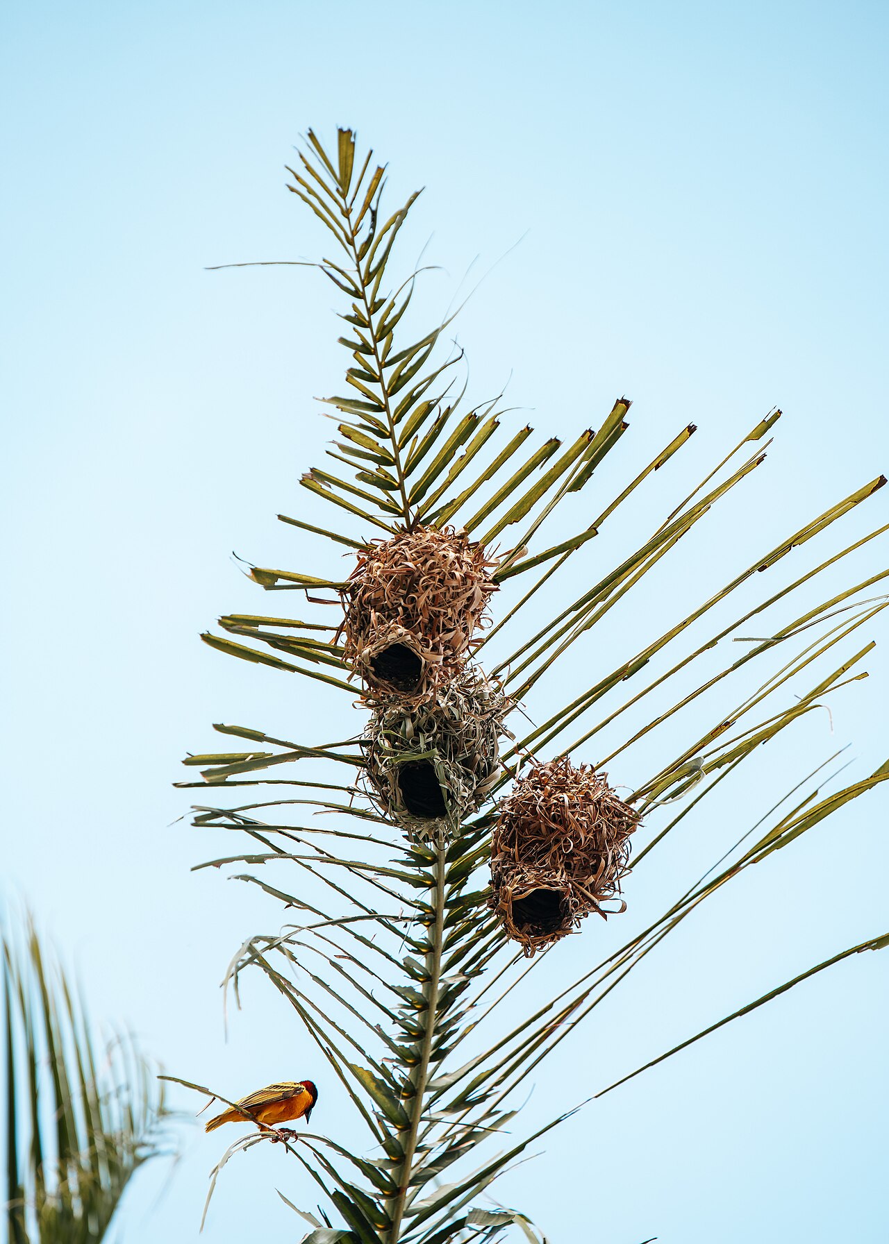 Village Weaver Nest 1