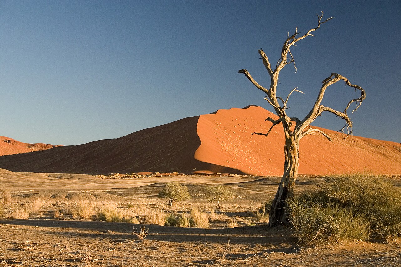 Thorn Tree Sossusvlei Namib Desert Namibia Luca Galuzzi 2004