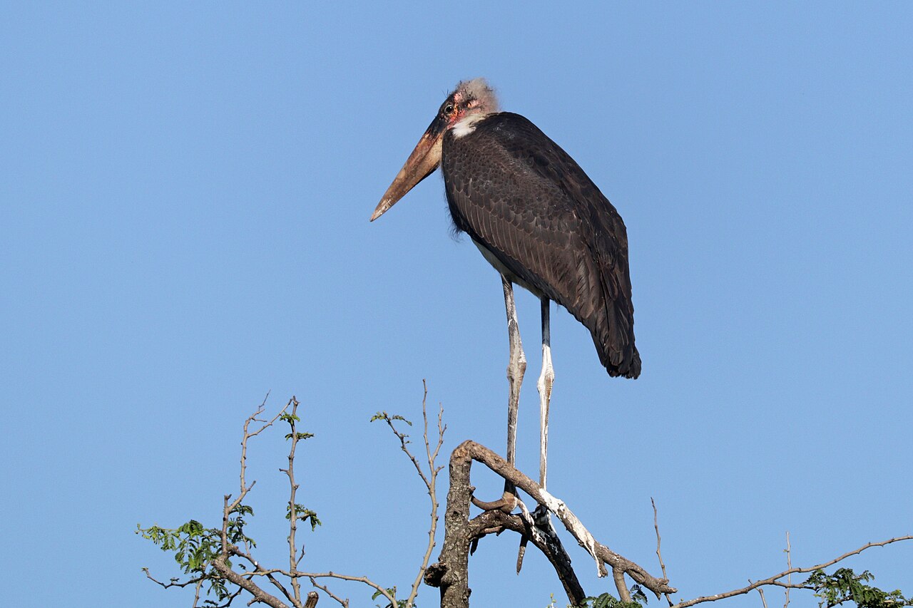 Marabou stork (Leptoptilos crumenifer) with poo