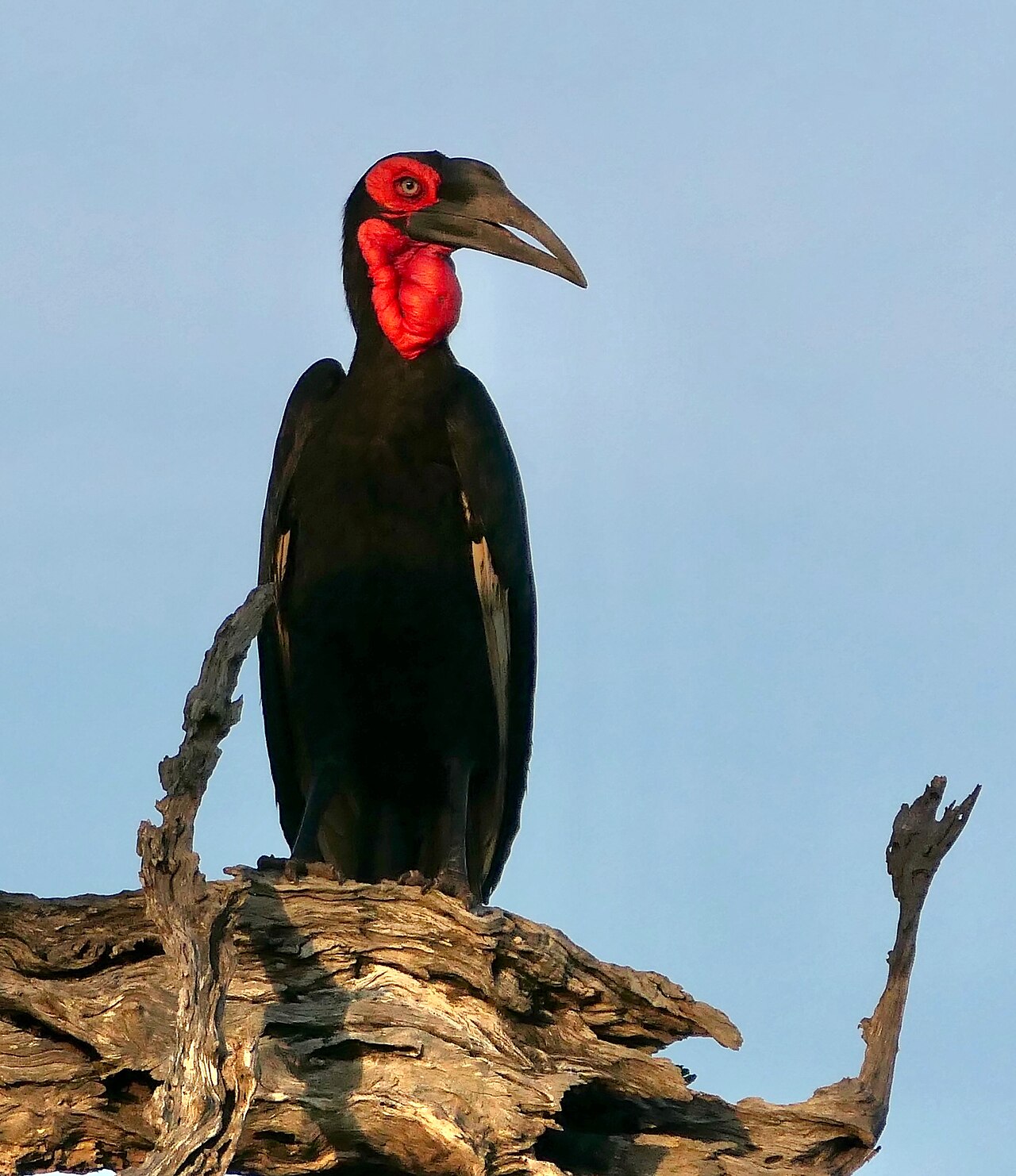 Southern Ground Hornbill (Bucorvus leadbeateri) male ...