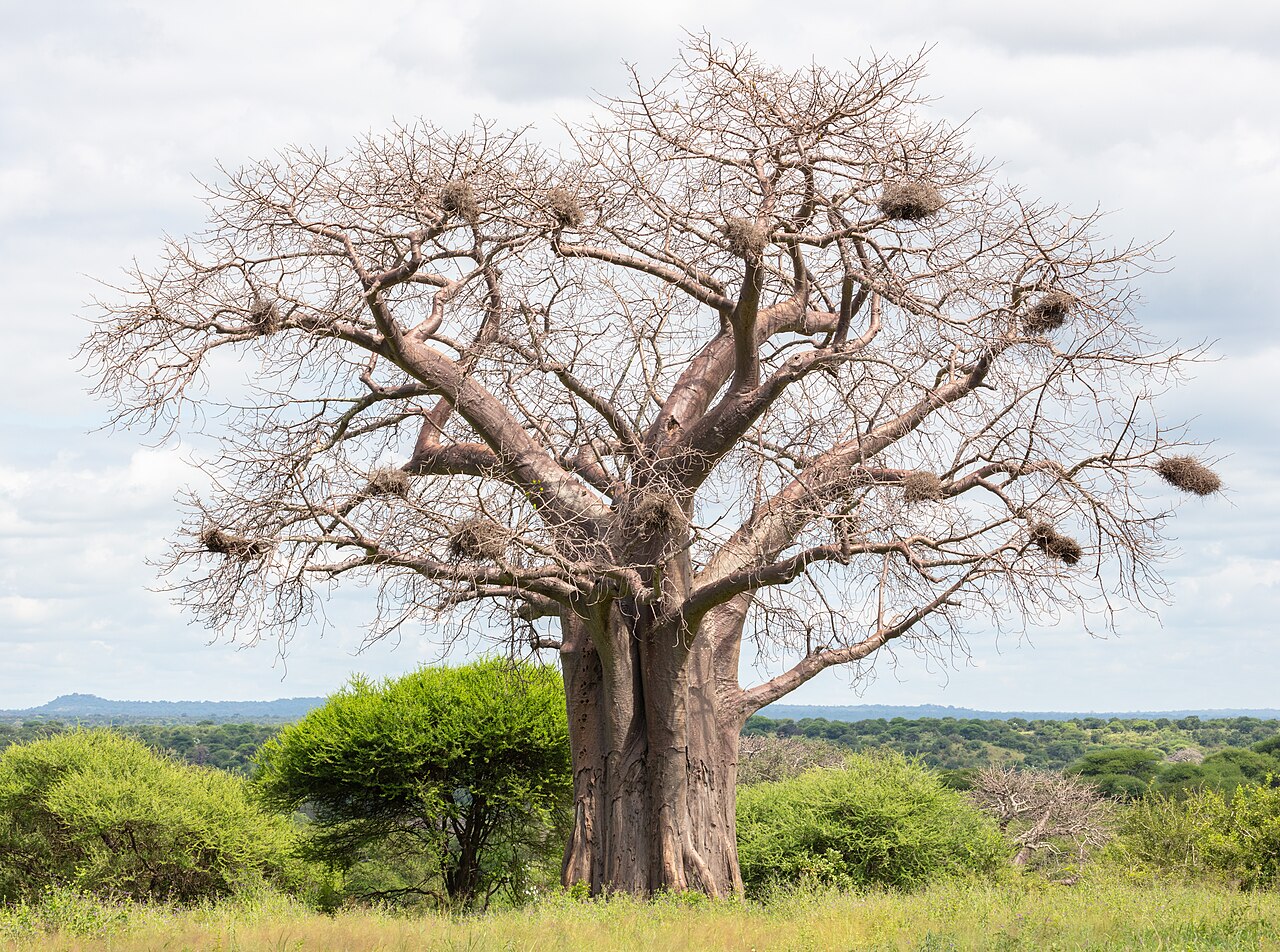 Baobab (Adansonia digitata), parque nacional de Tarangire, Tanzania, 2024-05-24, DD 84