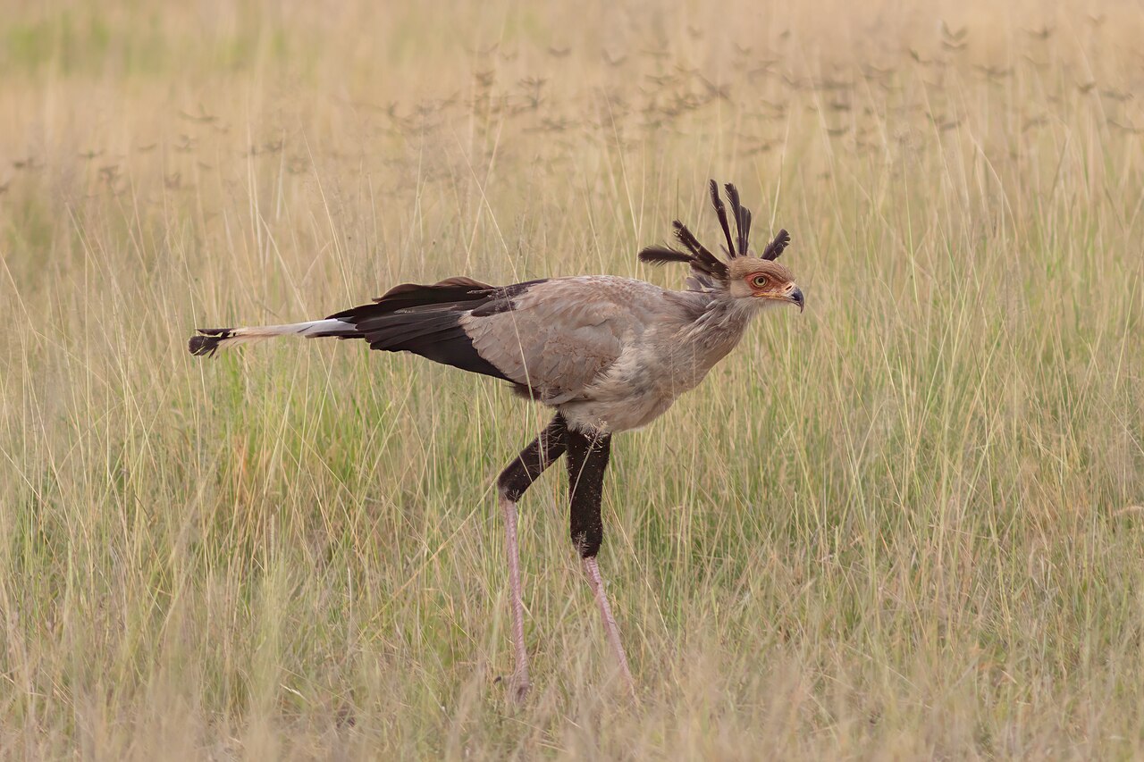 Secretario (Sagittarius serpentarius), parque nacional de Amboseli, Kenia, 2024-05-23, DD 14