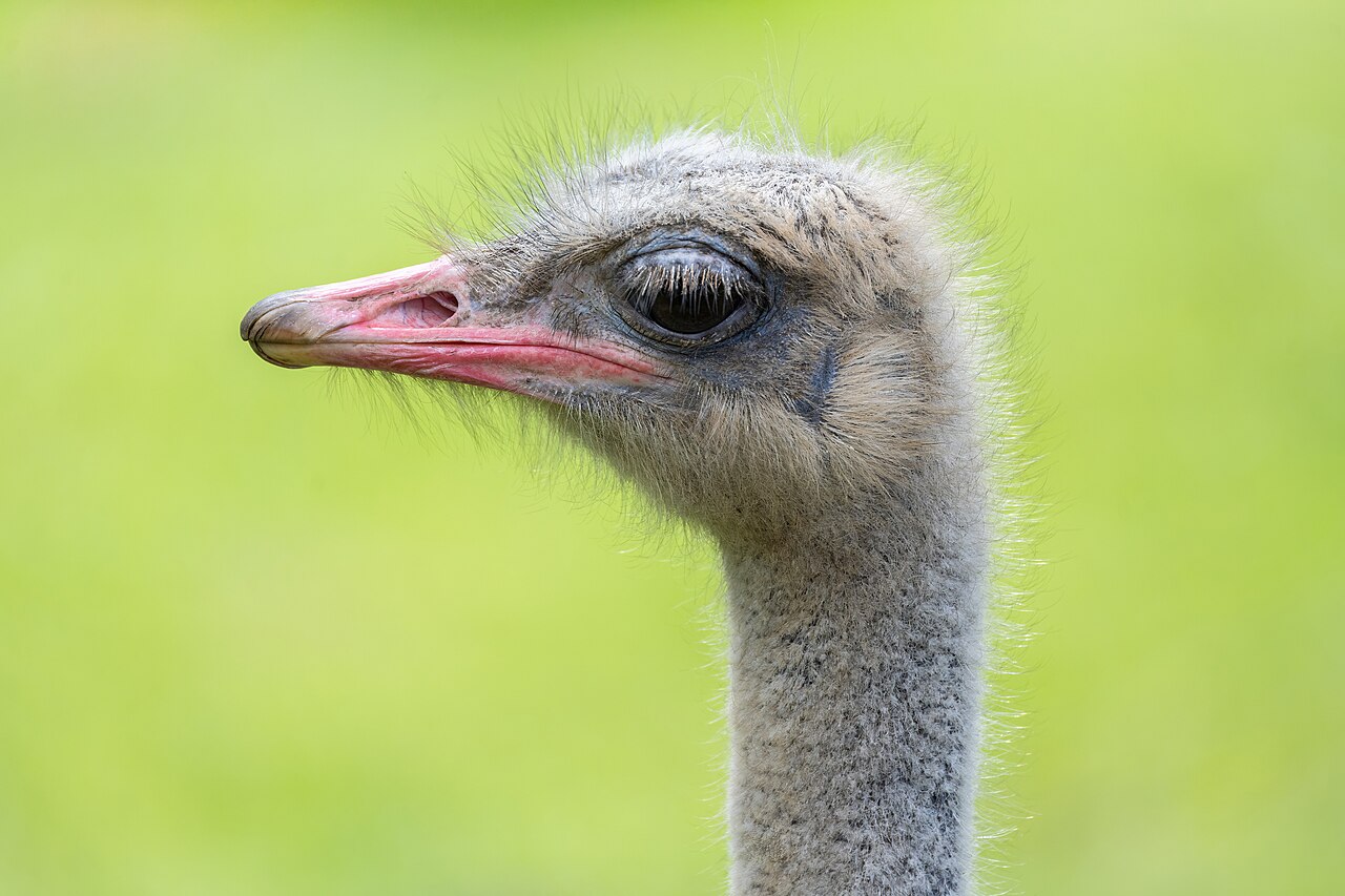 Struthio camelus (captive) in Jardim Zoológico de Curitiba