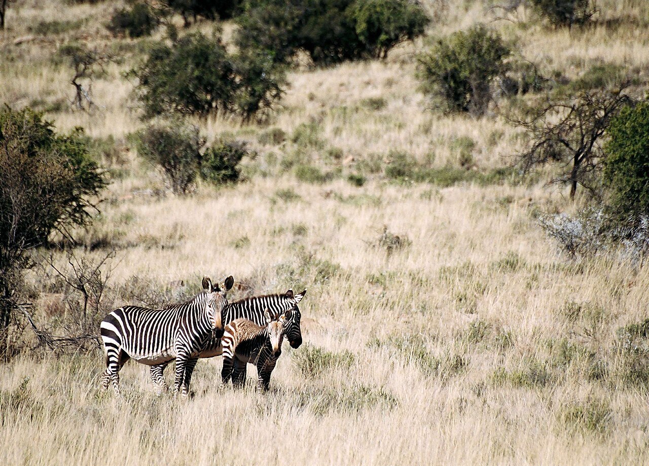 Mountain zebra NP