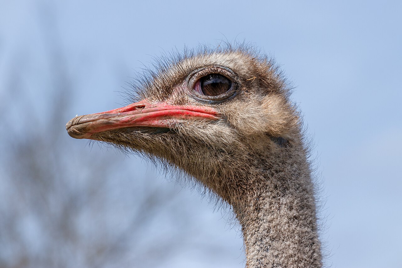 Struthio camelus - male - Rülzheim