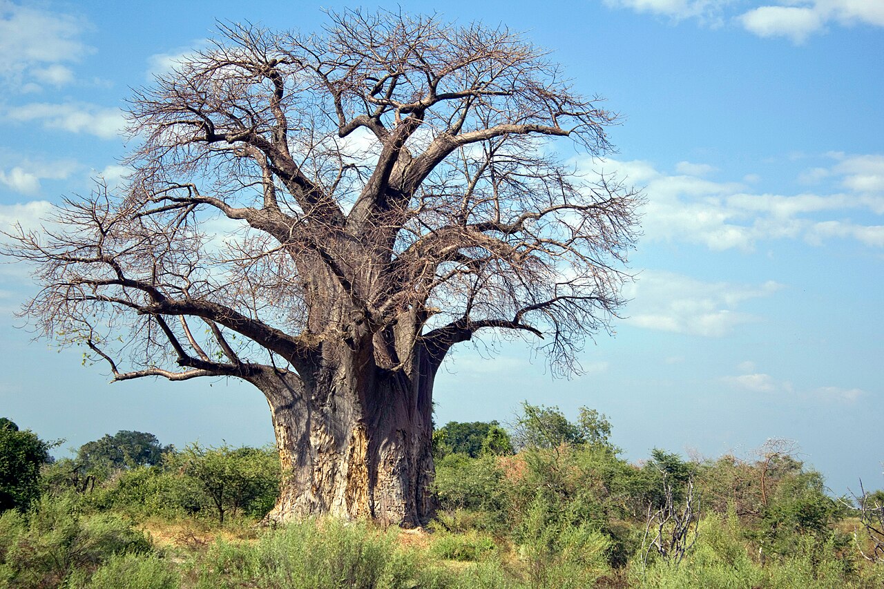 Adansonia digitata arbre MHNT